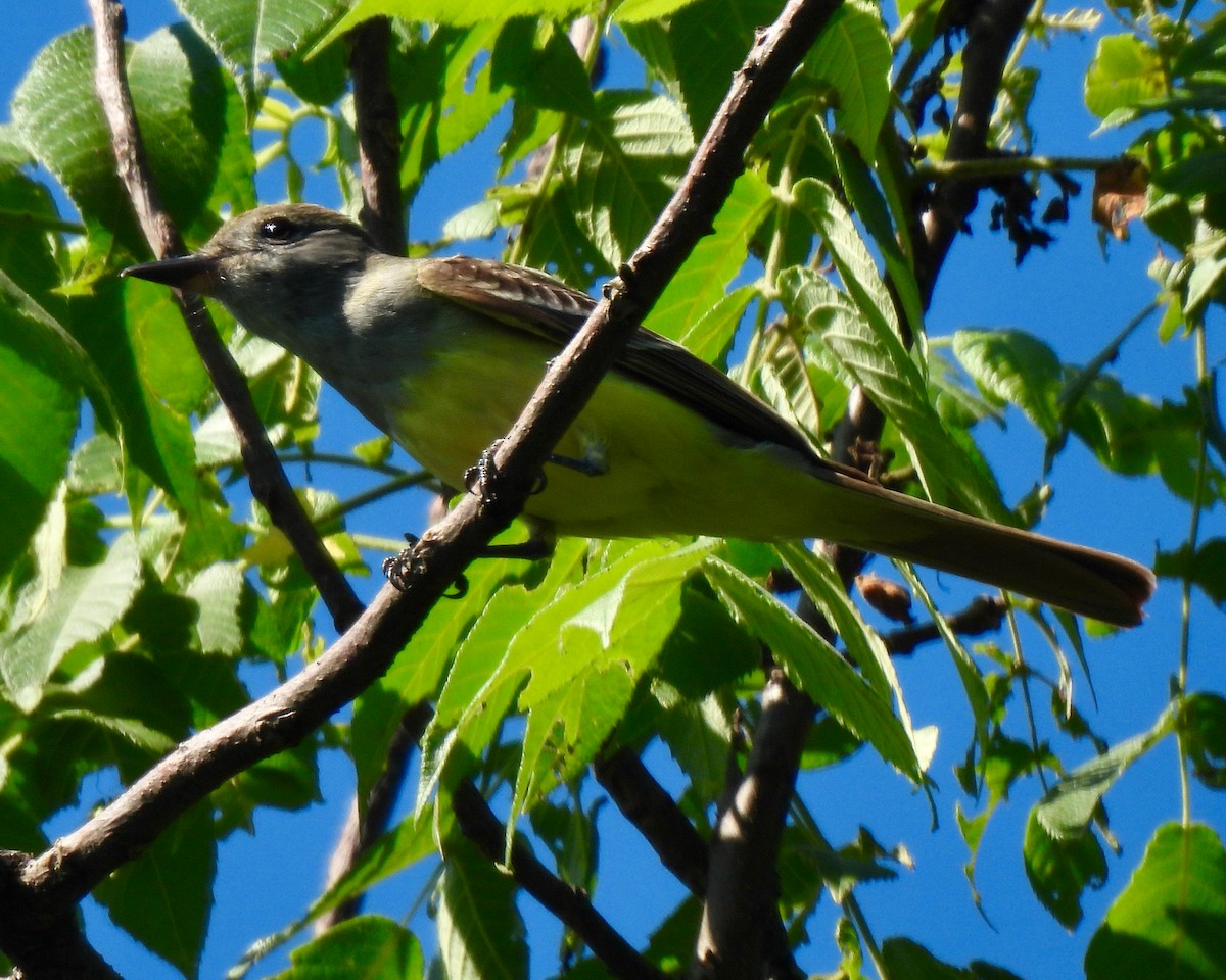 Great Crested Flycatcher - ML620384608