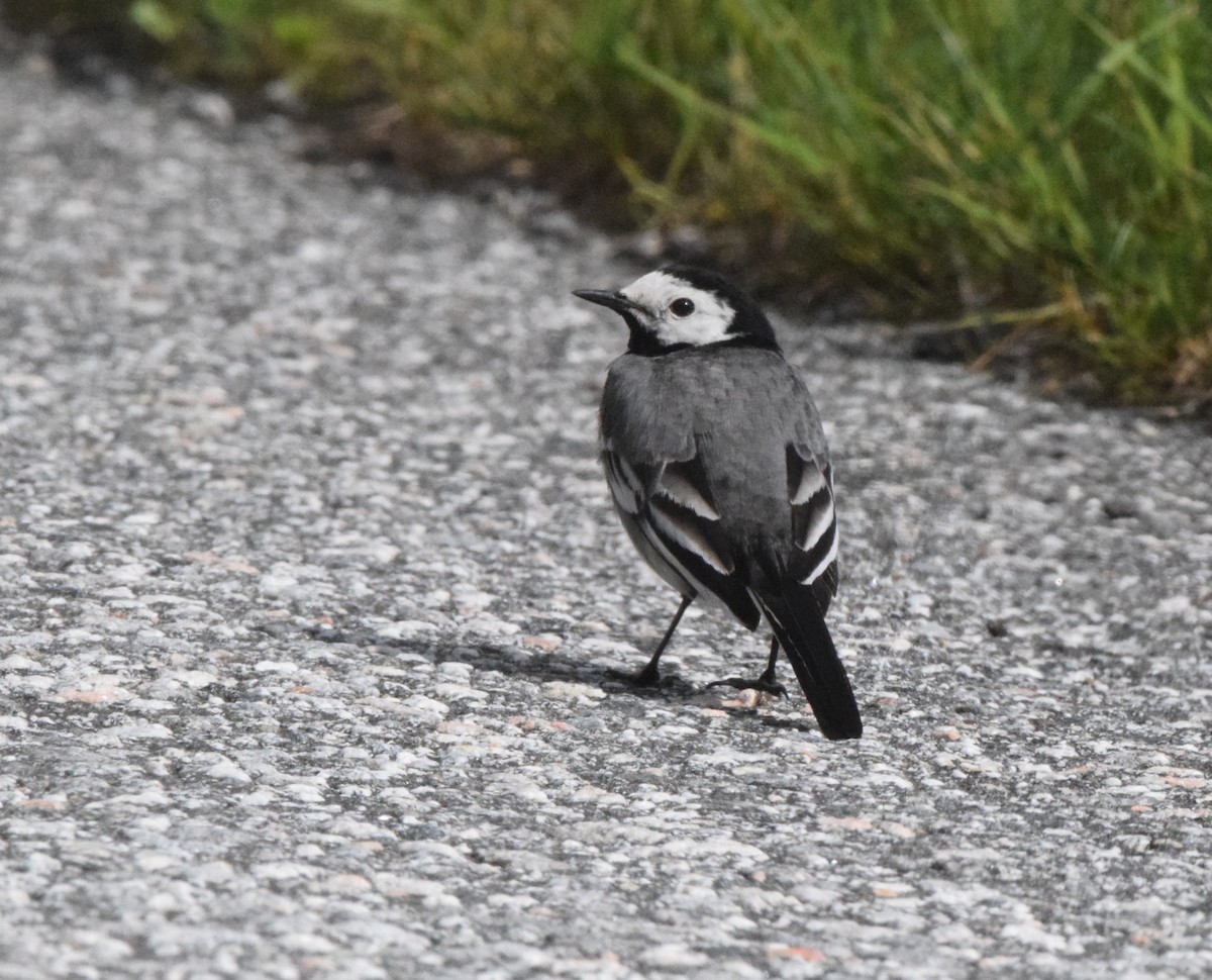 White Wagtail - ML620384610