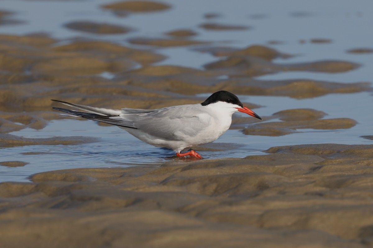 Common Tern - ML620384615