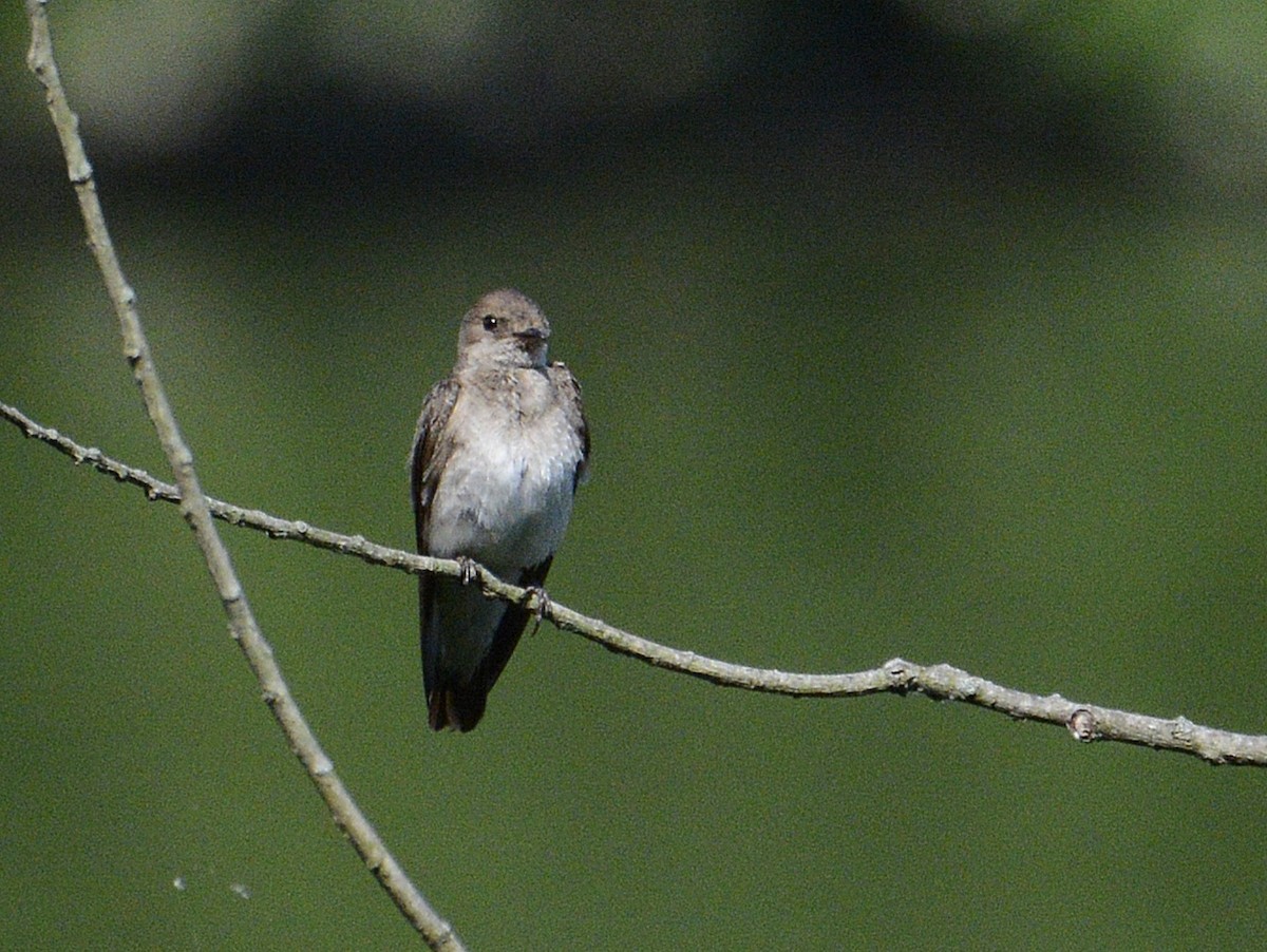 Northern Rough-winged Swallow - ML620384635