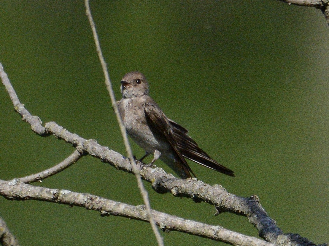 Northern Rough-winged Swallow - ML620384636