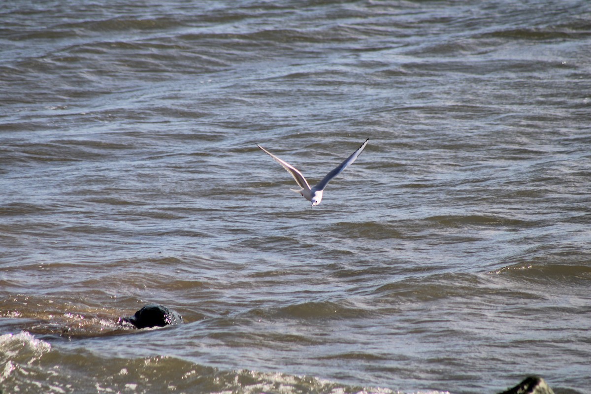 Ring-billed Gull - ML620384641