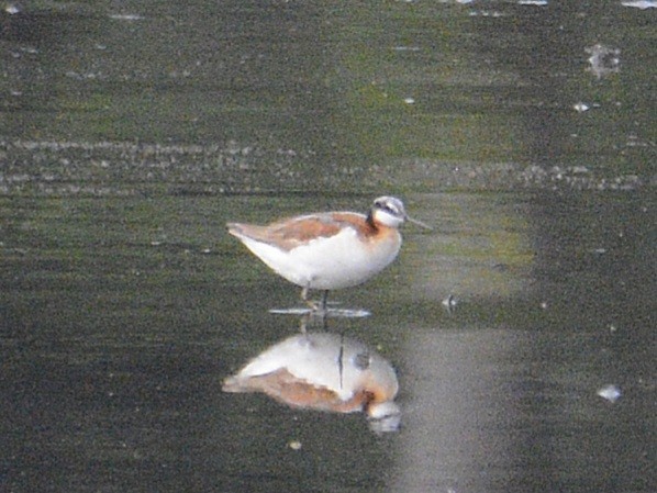 Wilson's Phalarope - ML620384657