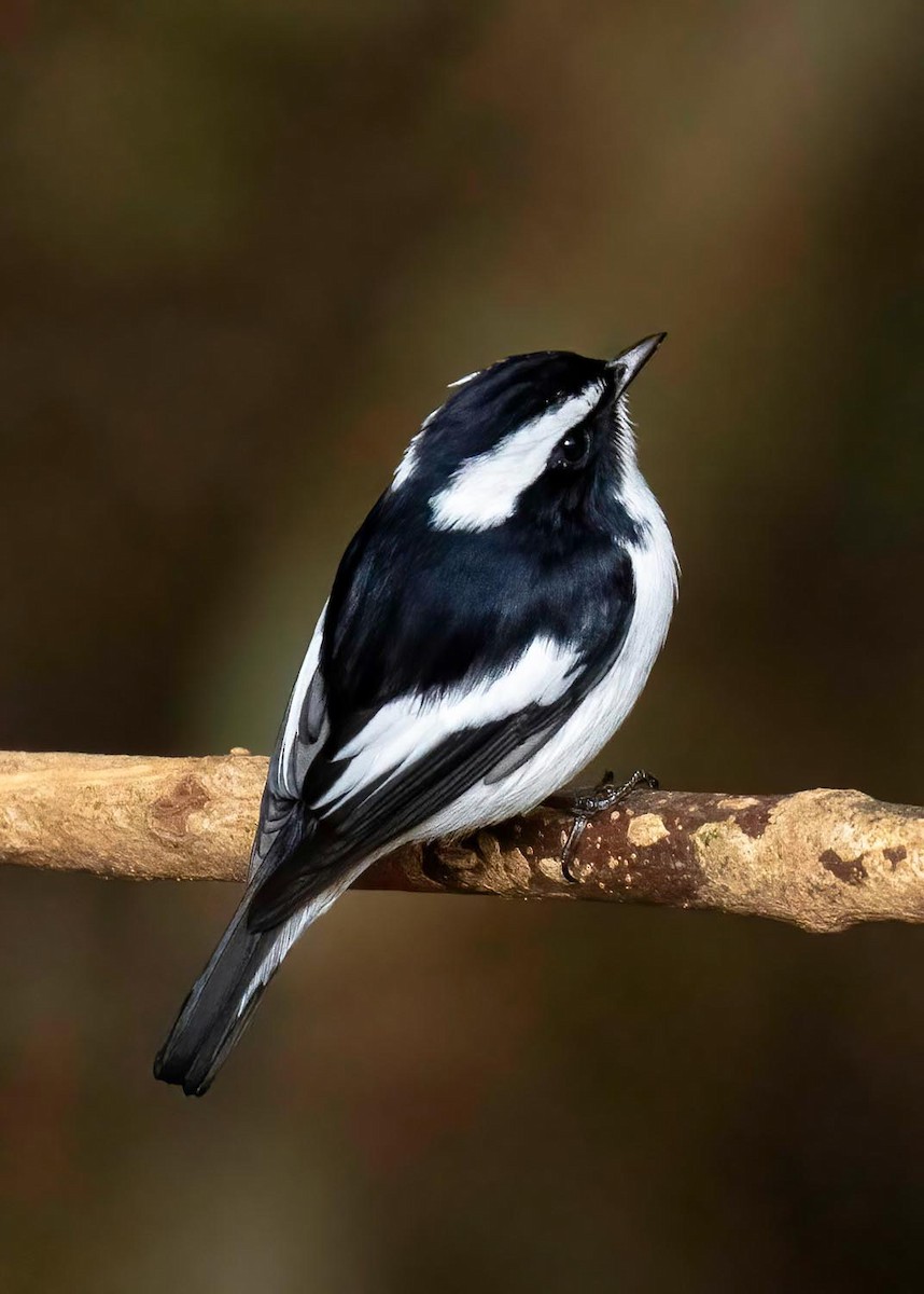 Little Pied Flycatcher - ML620384658