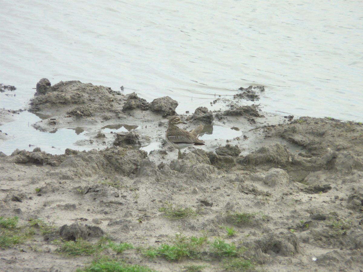 Water Thick-knee - ML620384659