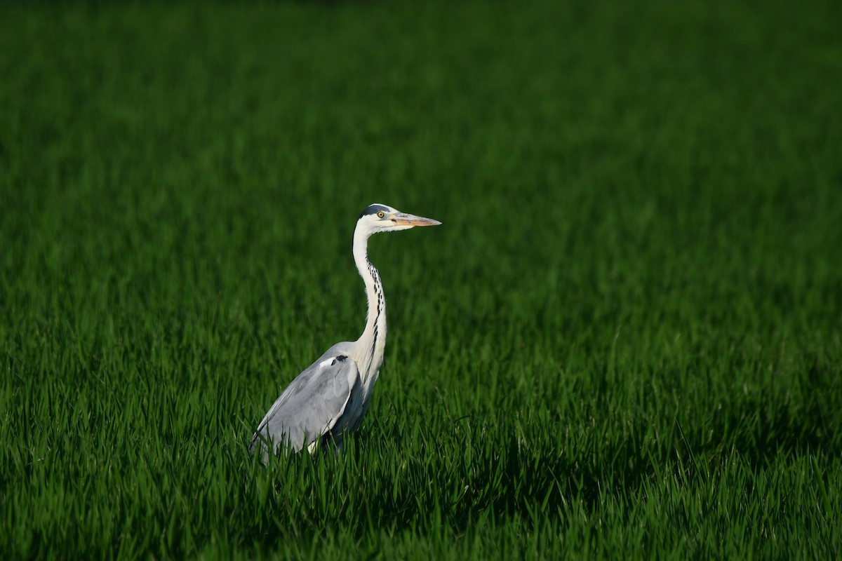 Gray Heron - ML620384666