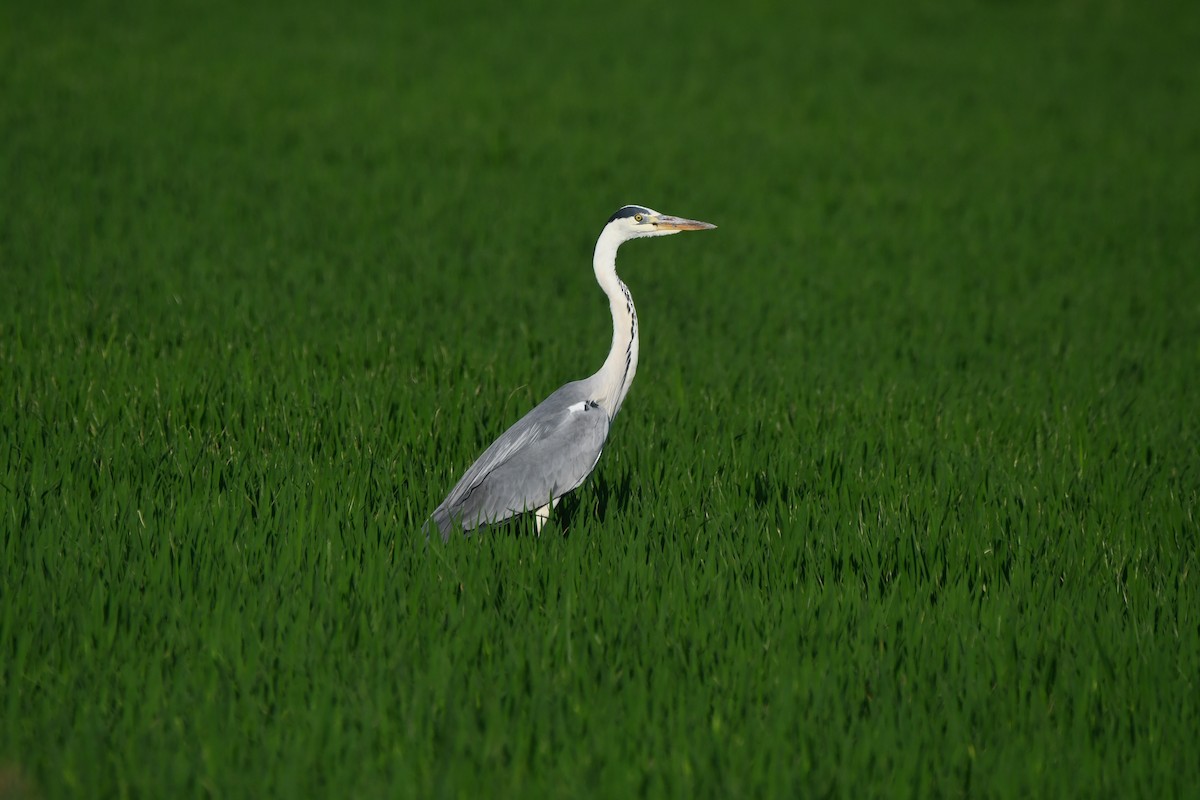 Gray Heron - ML620384667