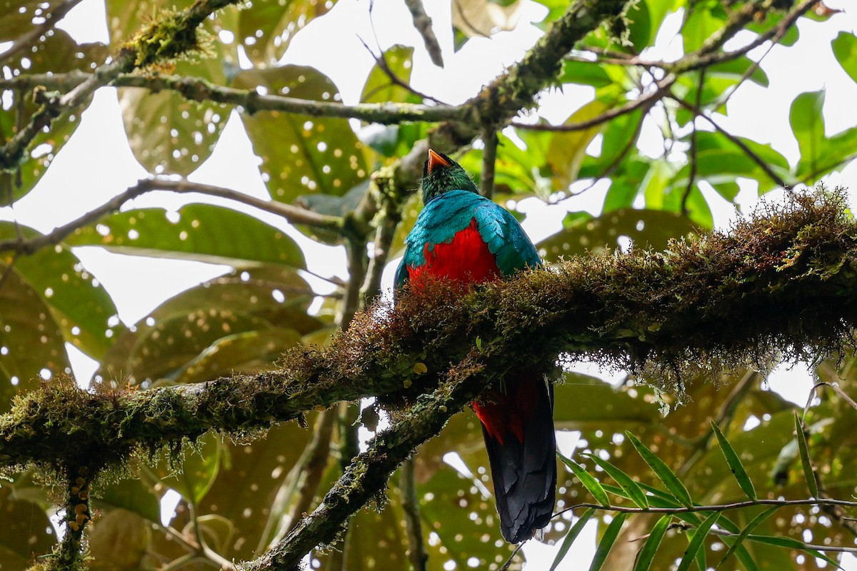 Golden-headed Quetzal - ML620384681