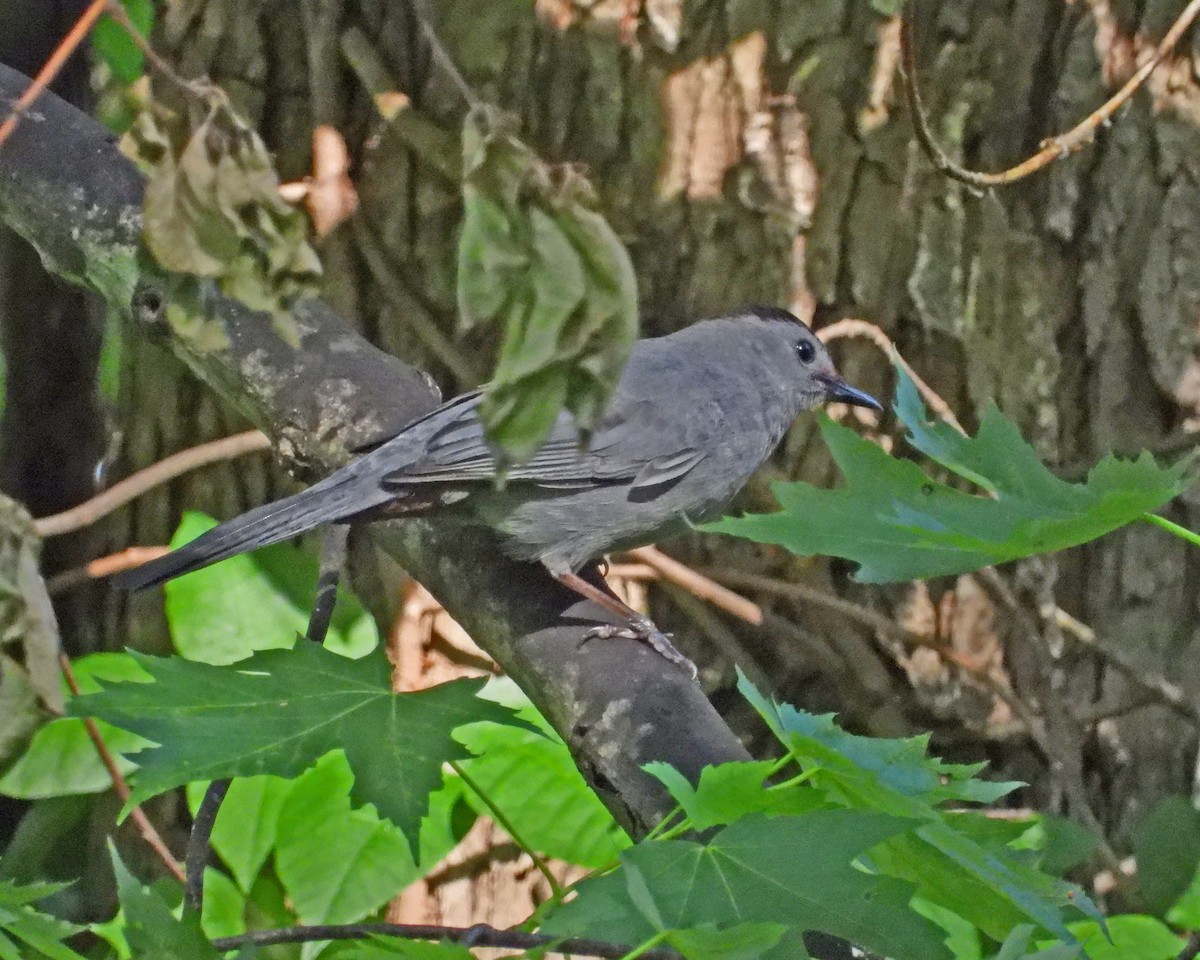 Gray Catbird - ML620384683