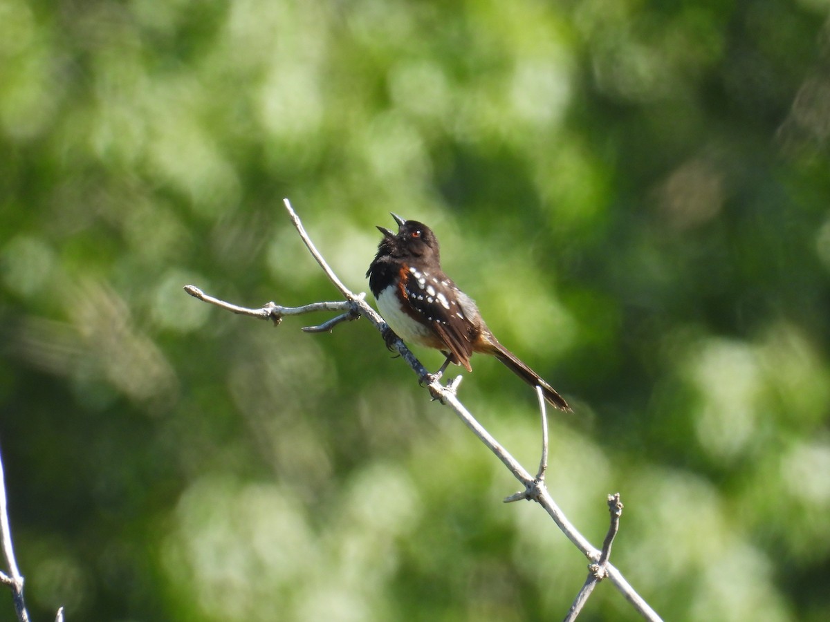 Spotted Towhee - ML620384687