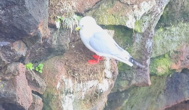 Red-legged Kittiwake - ML620384688