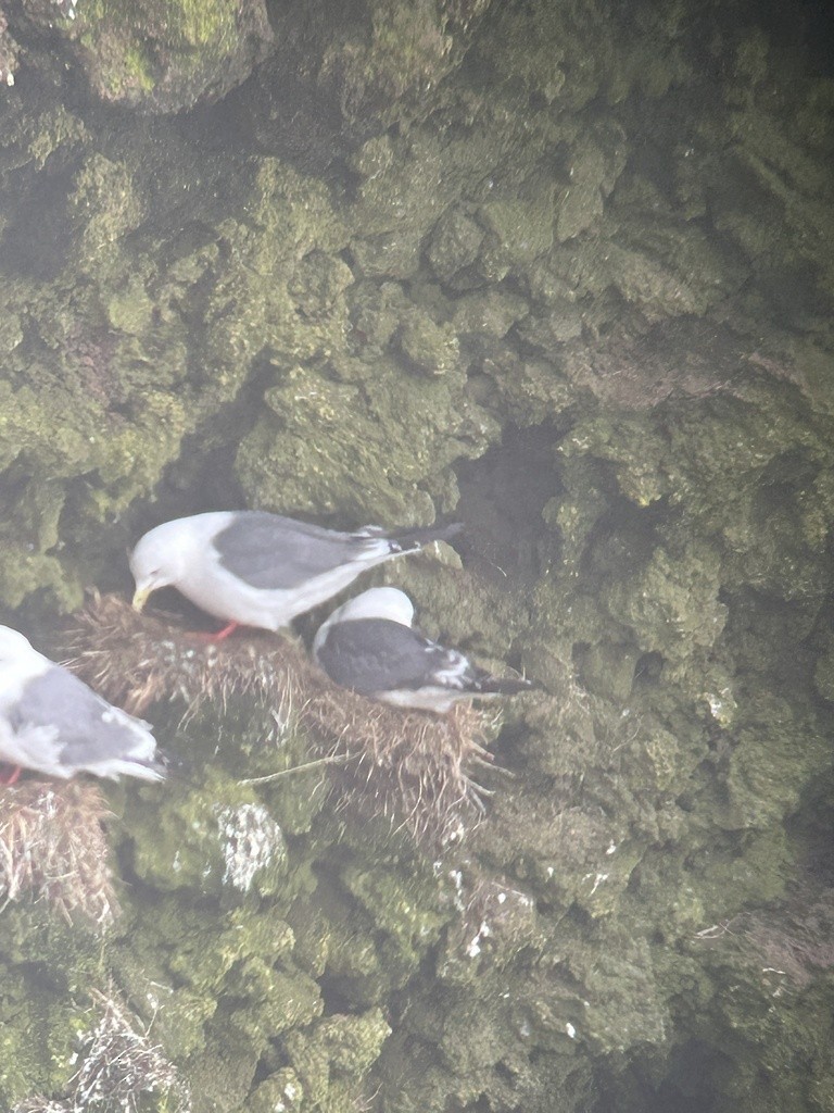 Red-legged Kittiwake - ML620384689