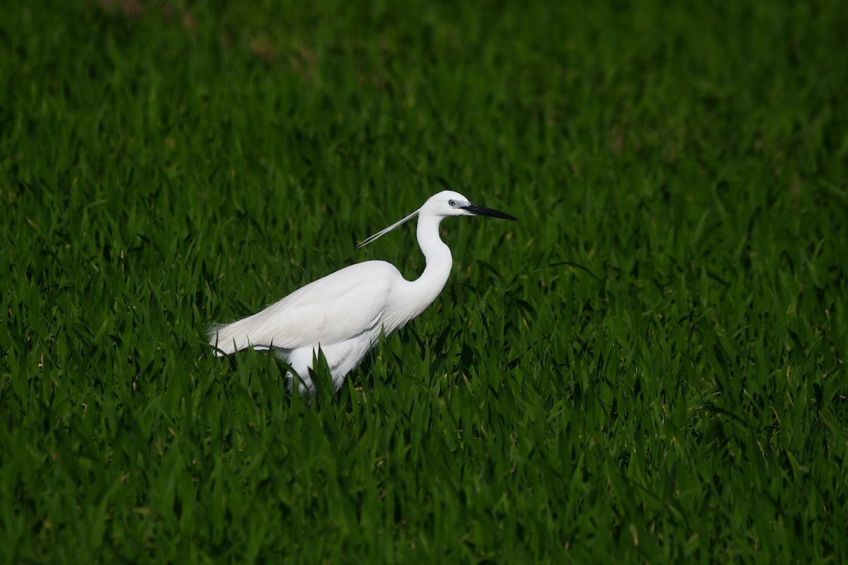Little Egret - ML620384691