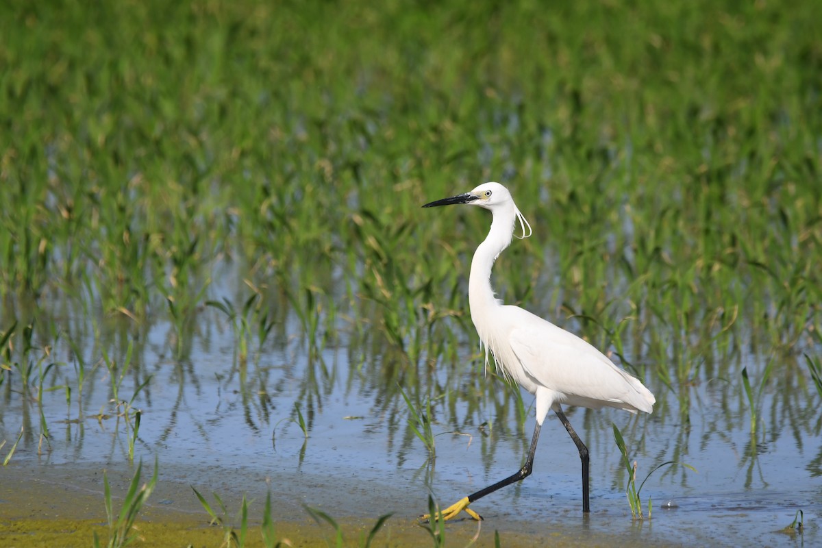 Little Egret - ML620384692