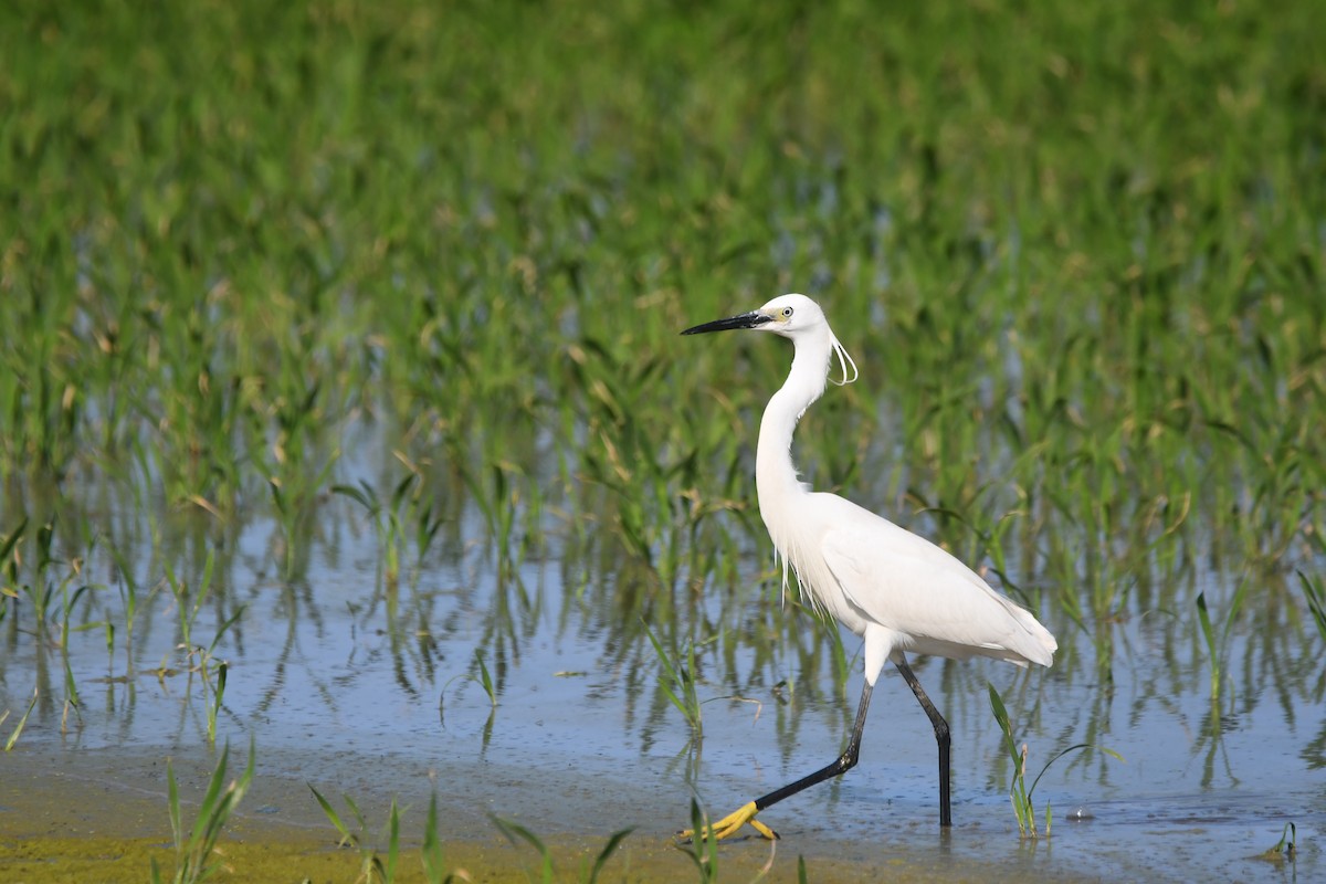 Little Egret - Alejandro Gómez Vilches