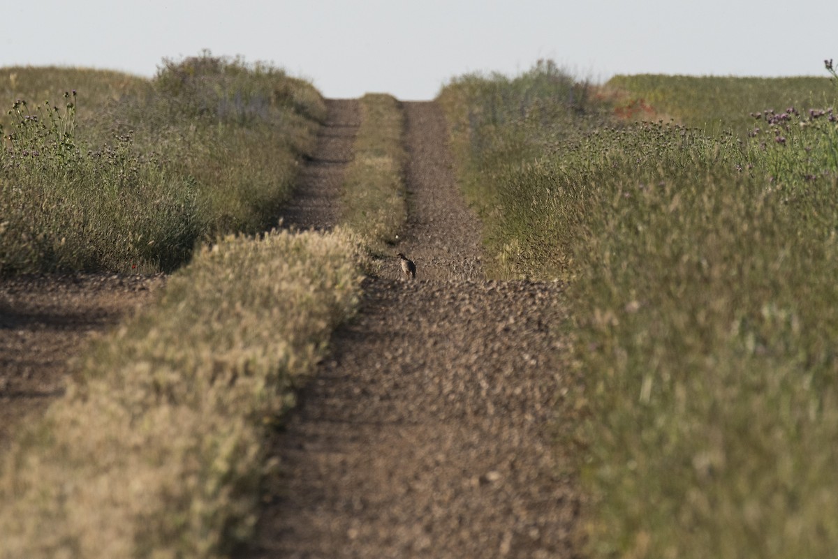 Red-legged Partridge - ML620384693