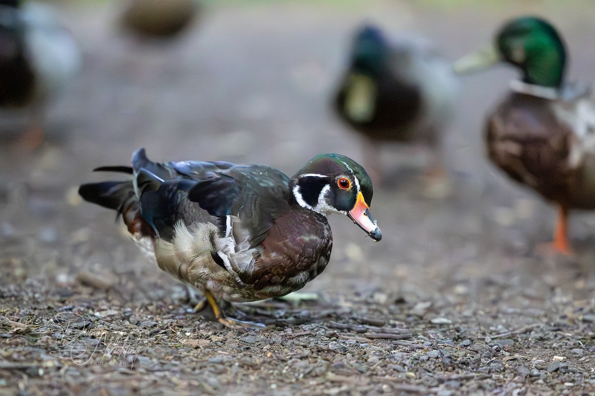 Wood Duck - ML620384696