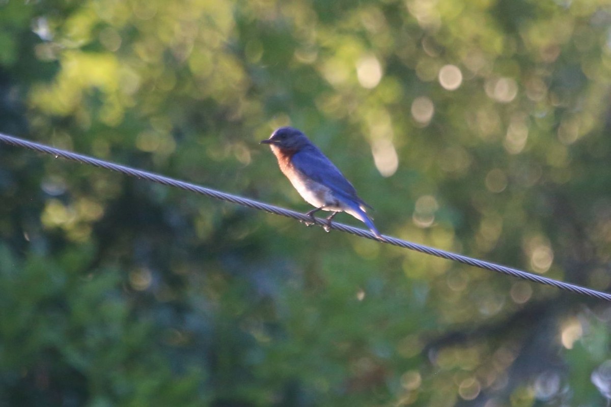 Eastern Bluebird - ML620384705