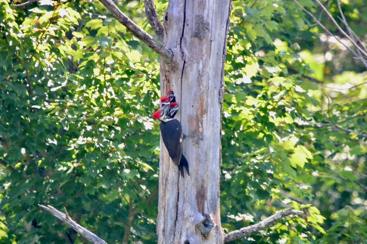 Pileated Woodpecker - ML620384707