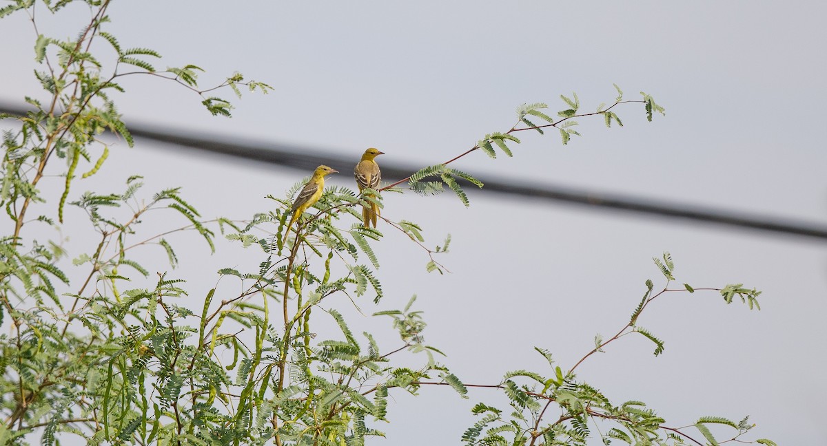 Hooded Oriole (nelsoni Group) - ML620384708