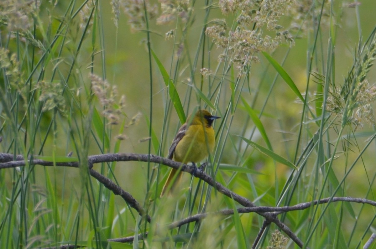 Orchard Oriole - ML620384712