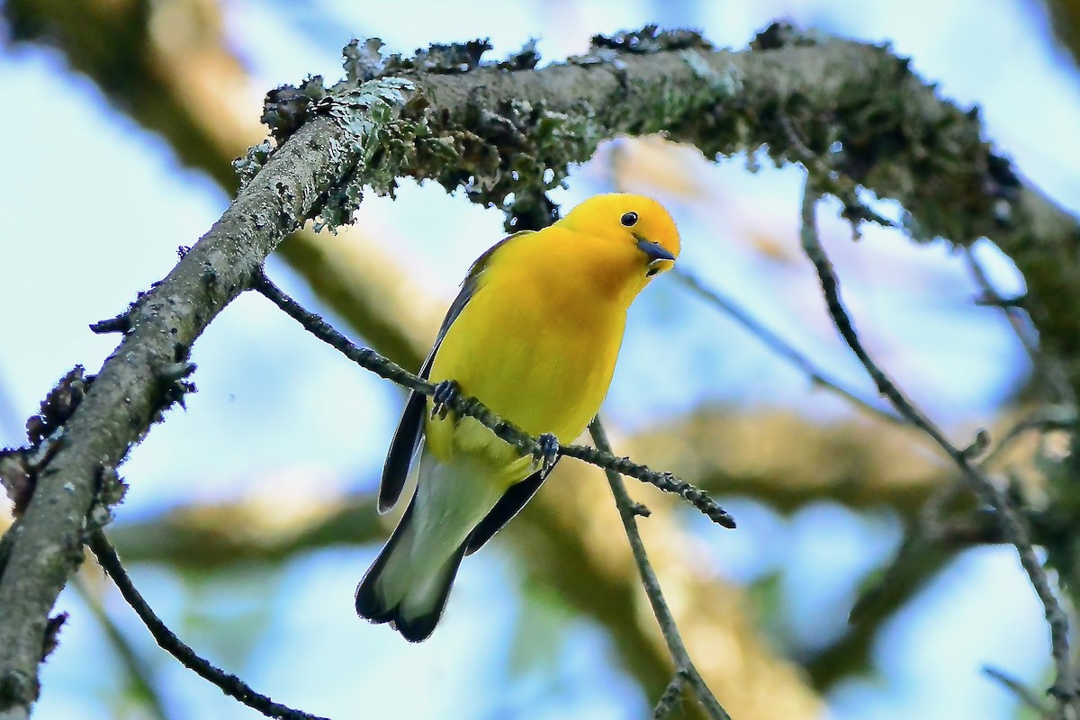 Prothonotary Warbler - ML620384729
