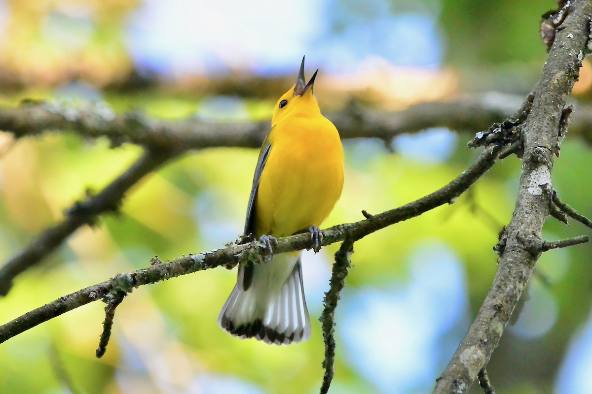Prothonotary Warbler - ML620384730
