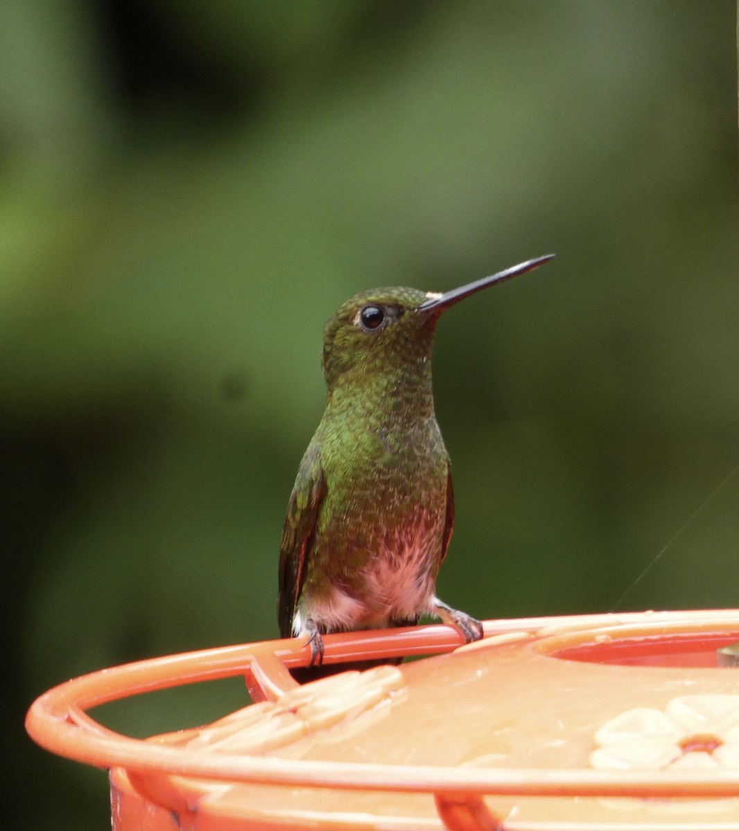 kolibřík zelenkavý - ML620384735