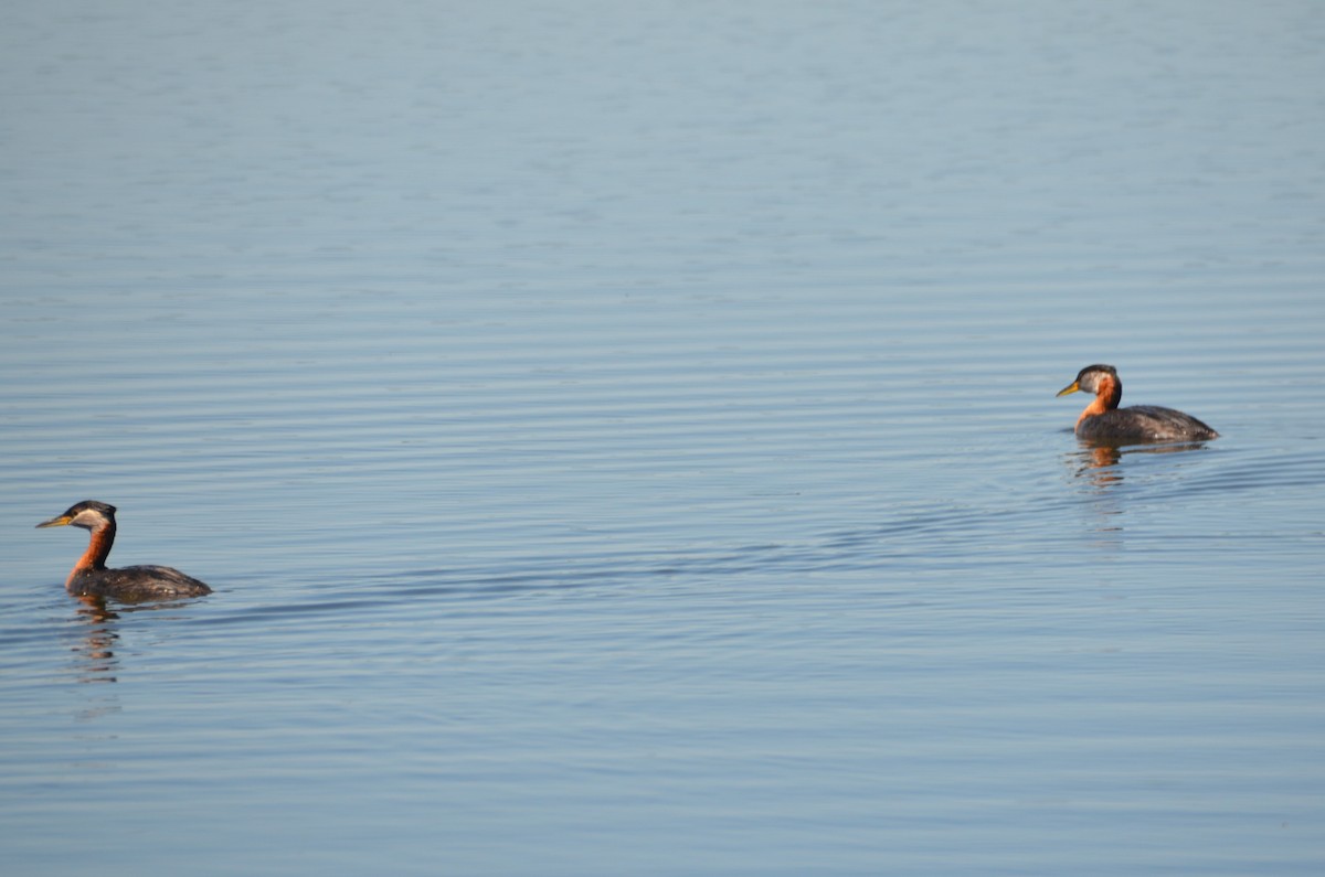 Red-necked Grebe - Douglas Pierzina