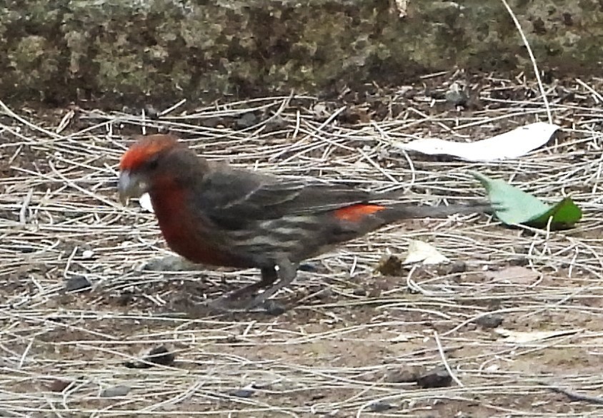 House Finch - ML620384738