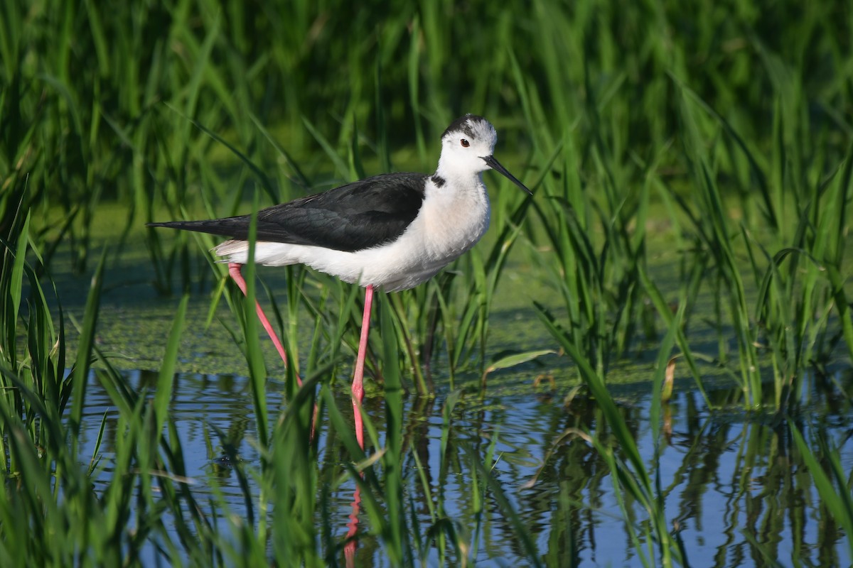 Black-winged Stilt - ML620384744