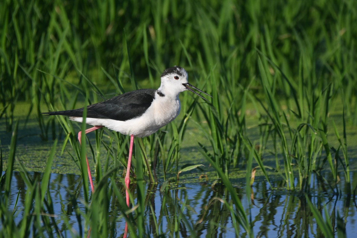 Black-winged Stilt - ML620384745