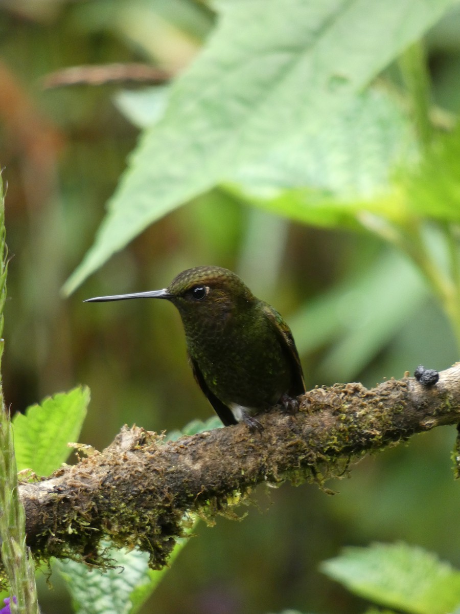 Greenish Puffleg - ML620384751