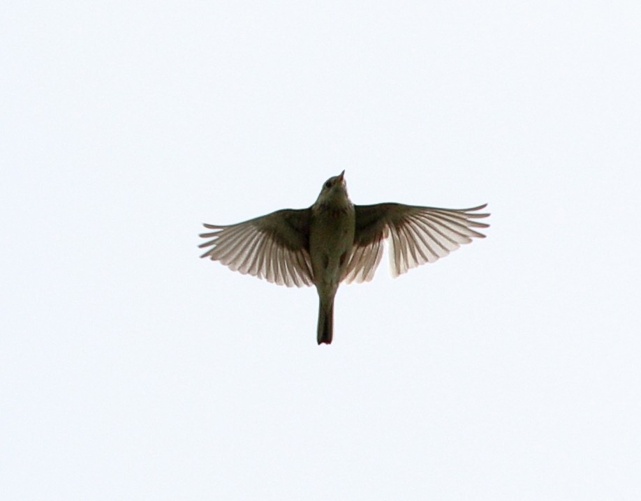 Sprague's Pipit - ML620384755