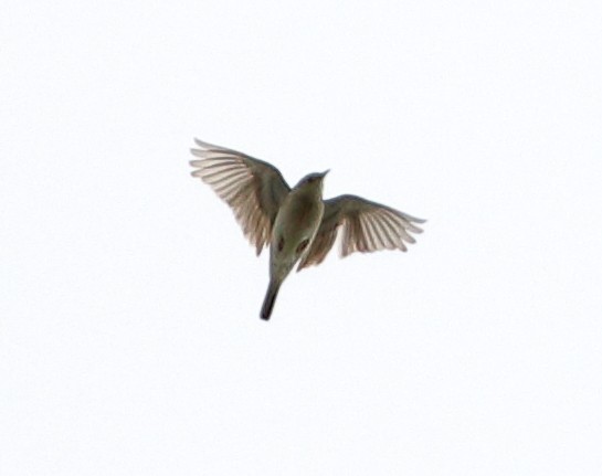 Sprague's Pipit - ML620384757