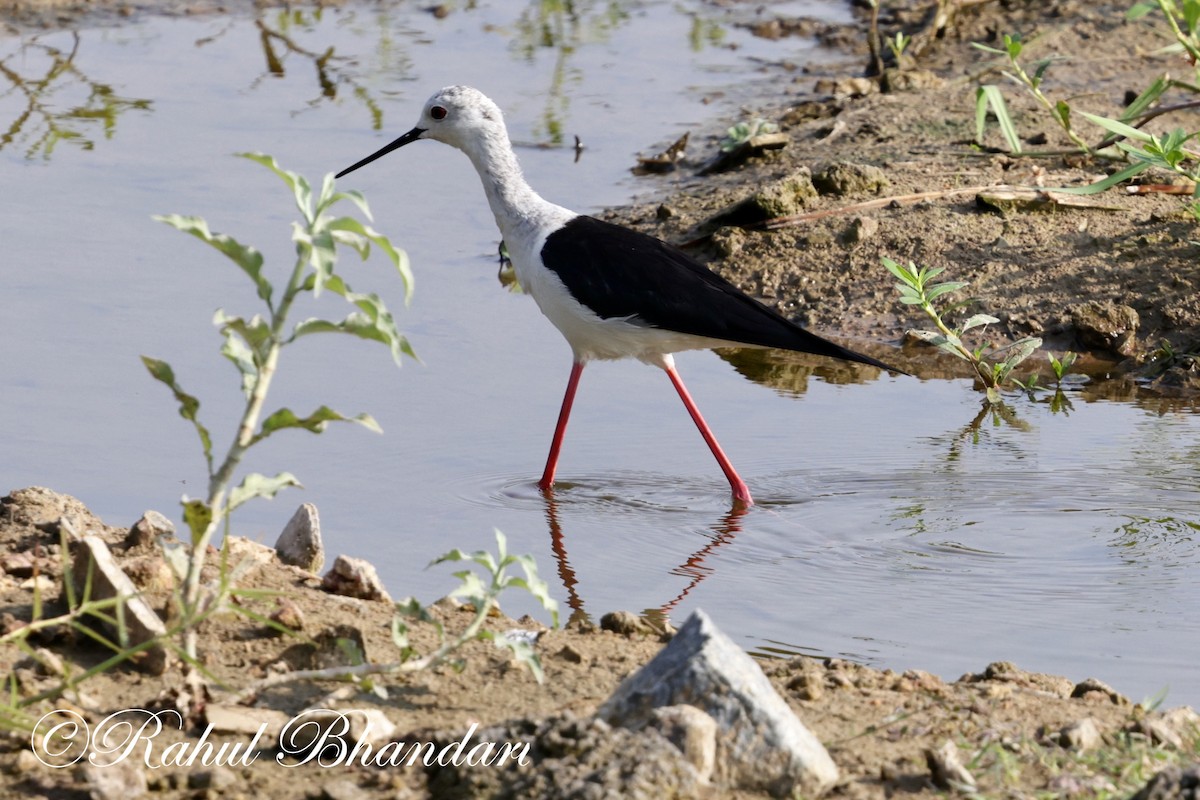 Black-winged Stilt - ML620384781