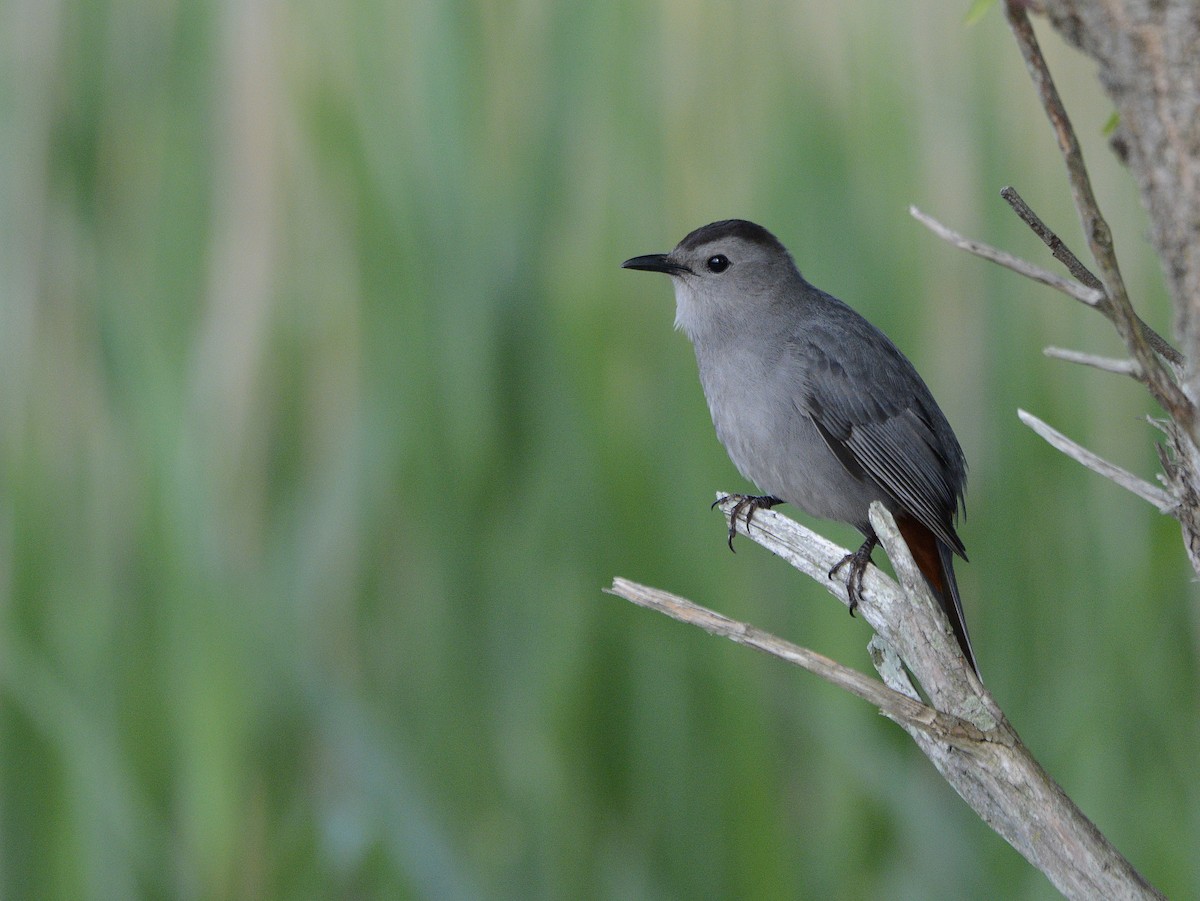 Gray Catbird - ML620384782