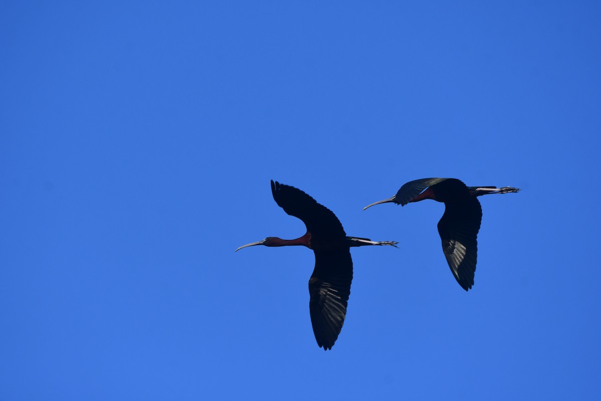 Glossy Ibis - ML620384783