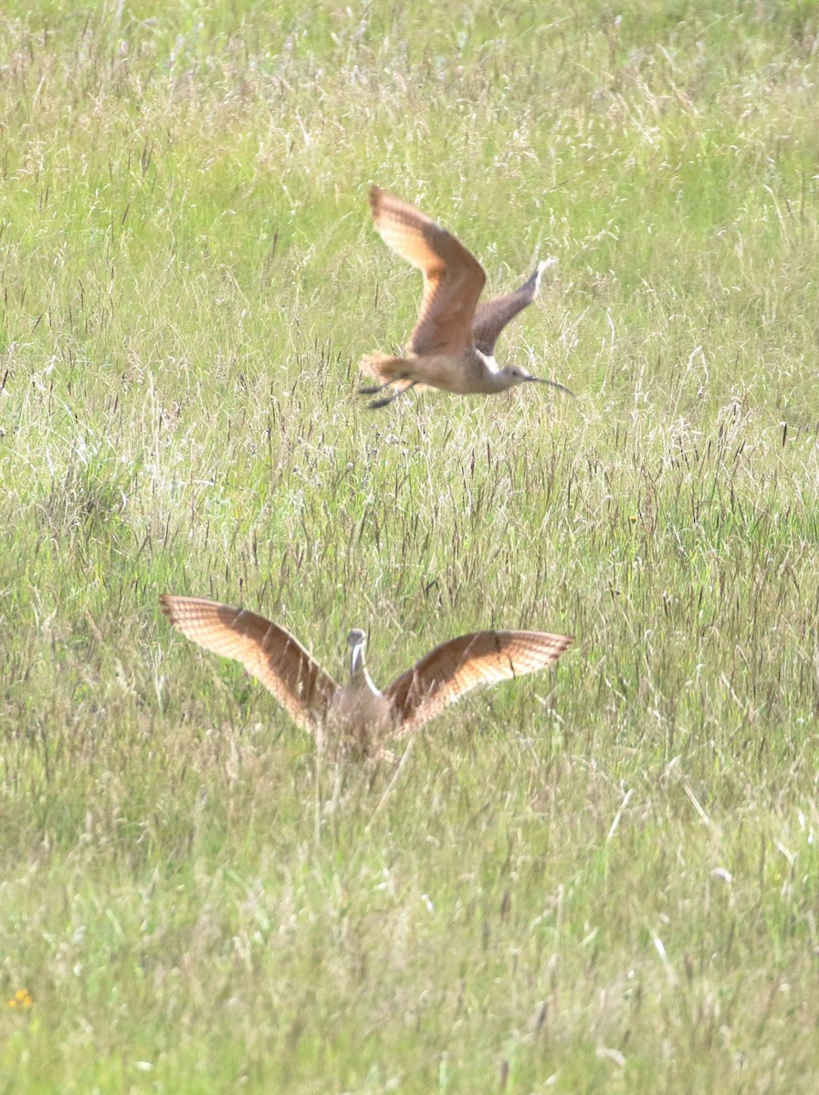 Long-billed Curlew - ML620384786