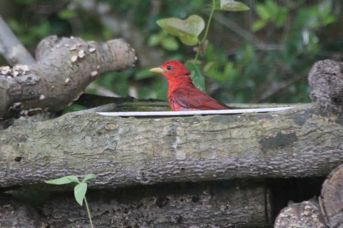 Summer Tanager - ML620384787