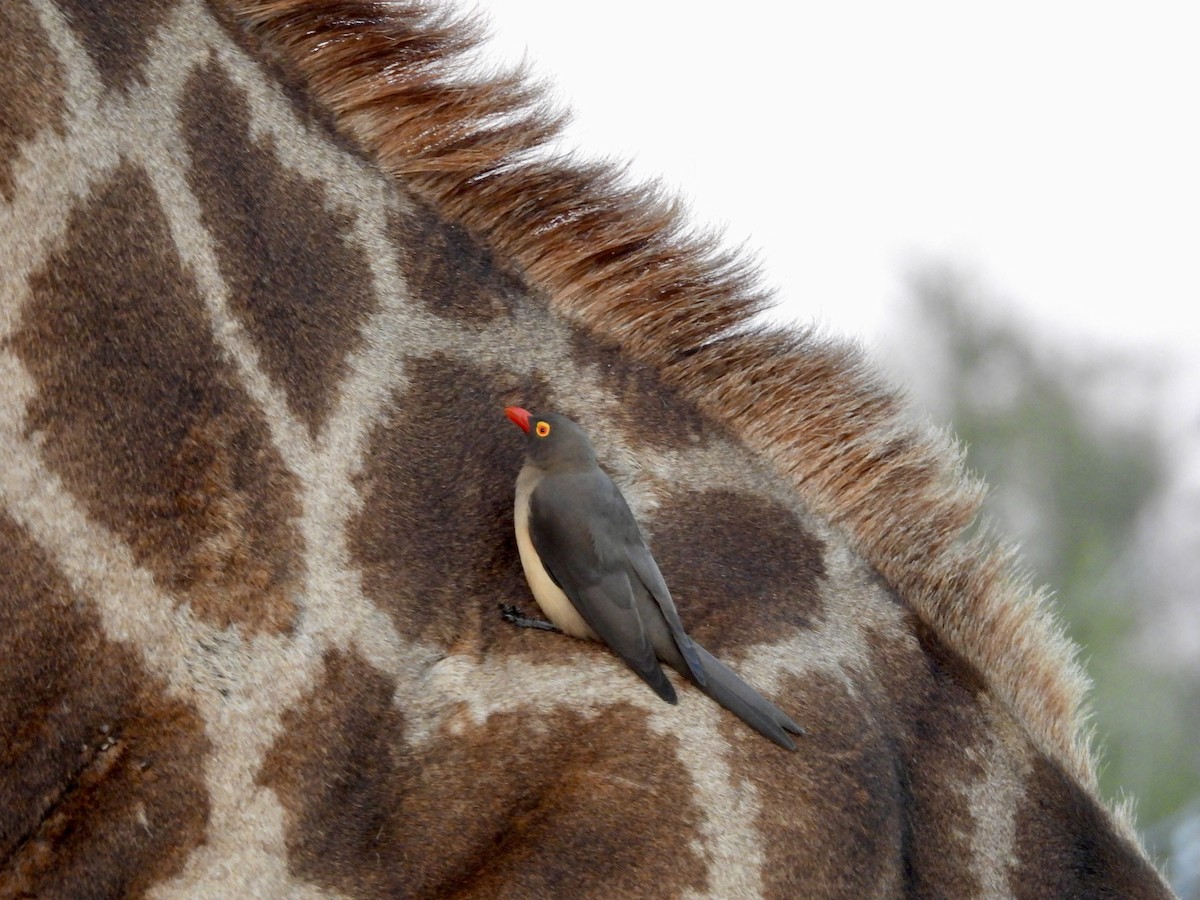 Red-billed Oxpecker - ML620384788