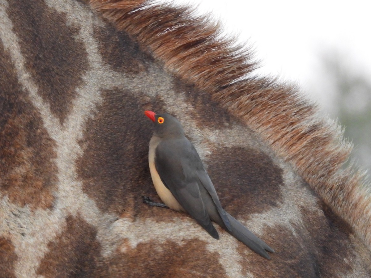 Red-billed Oxpecker - ML620384790