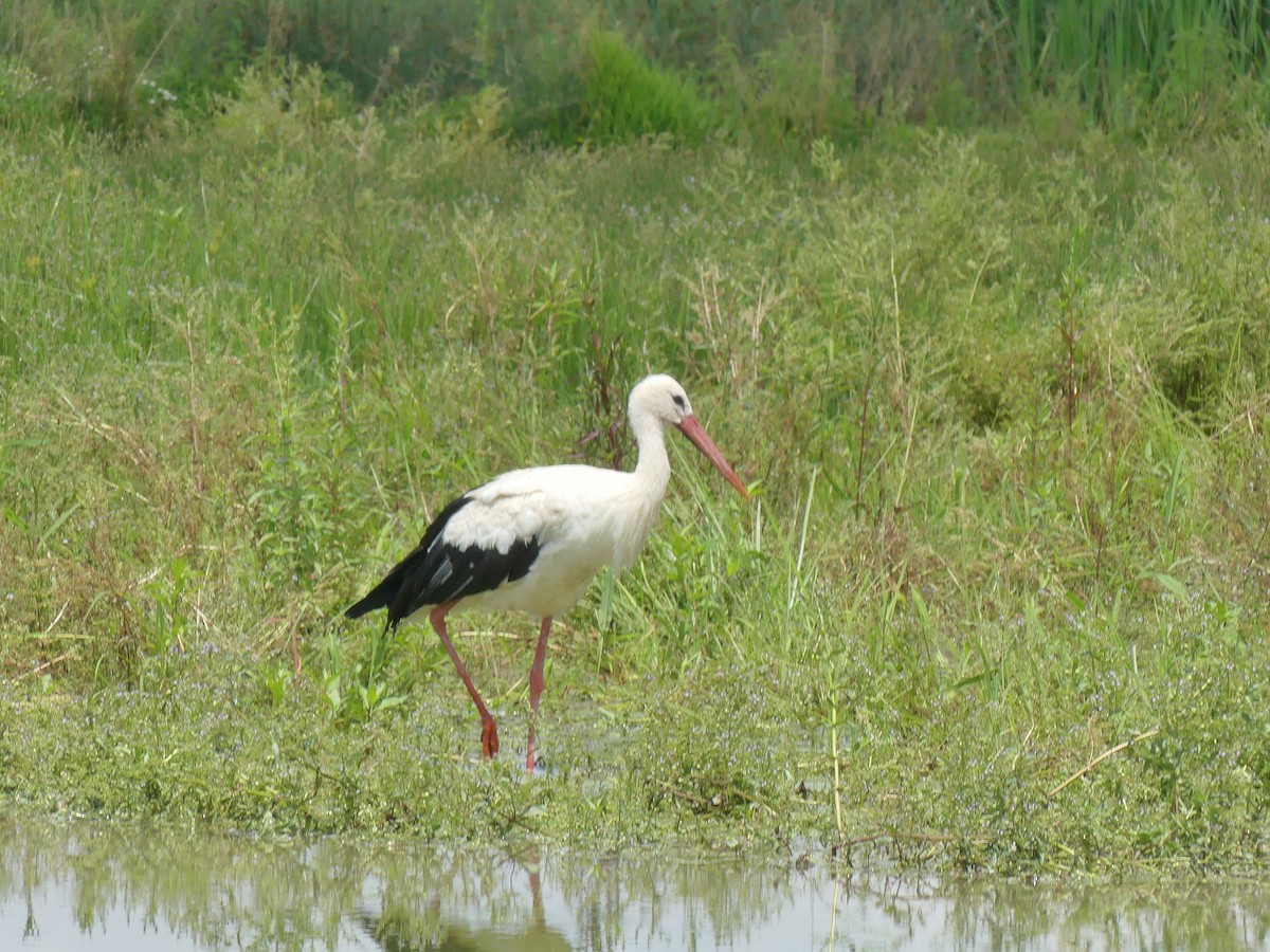 White Stork - ML620384795