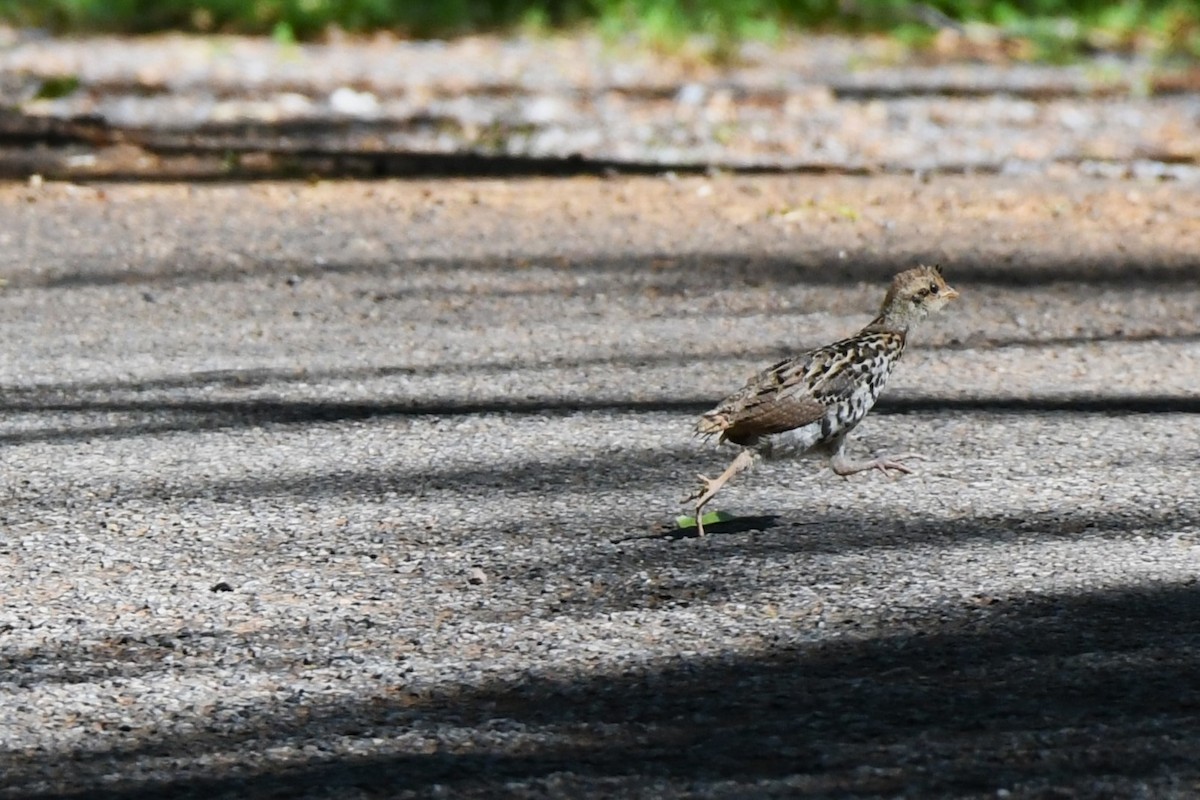 Ruffed Grouse - Daniel Bailey
