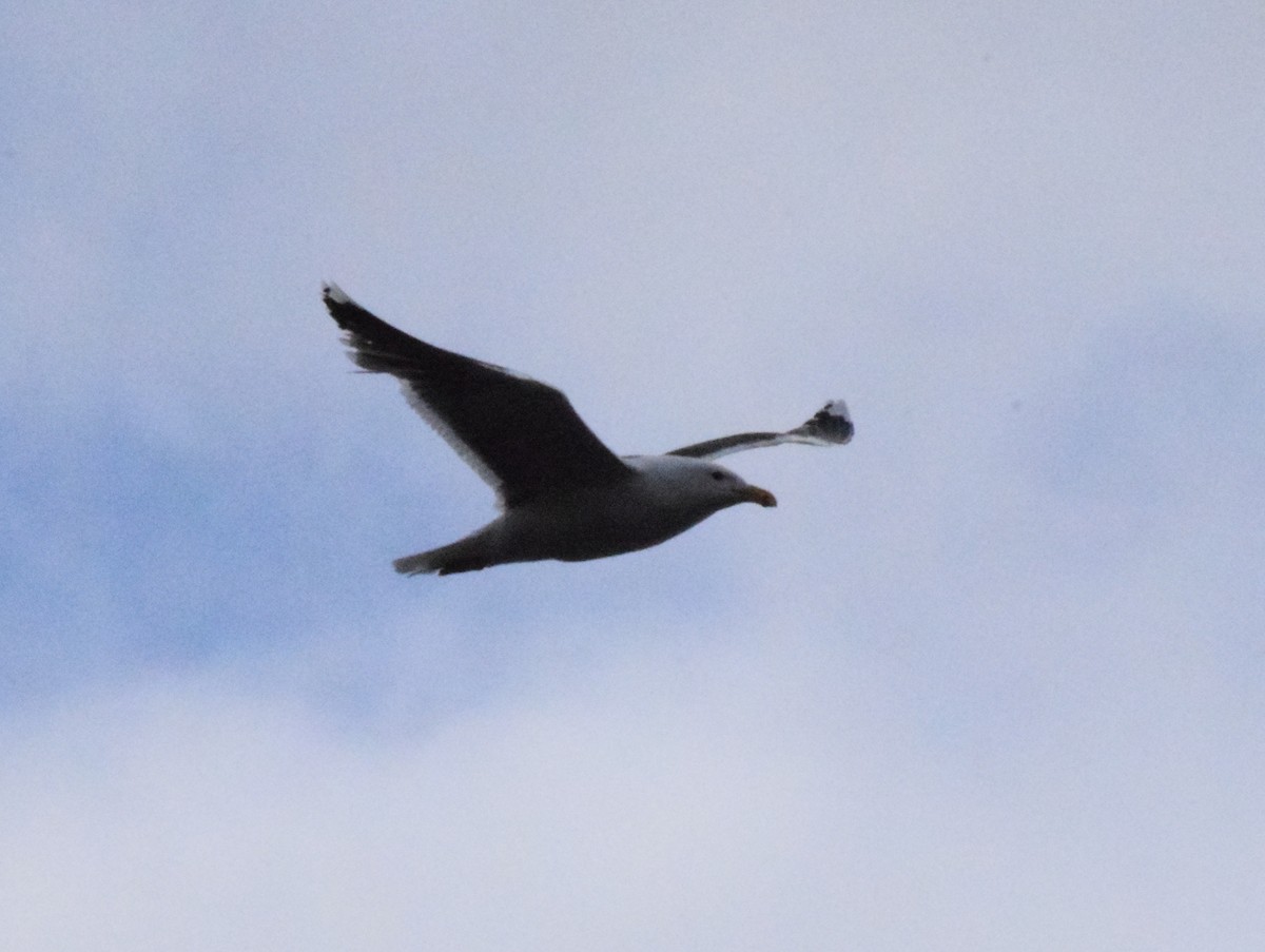 Great Black-backed Gull - ML620384805