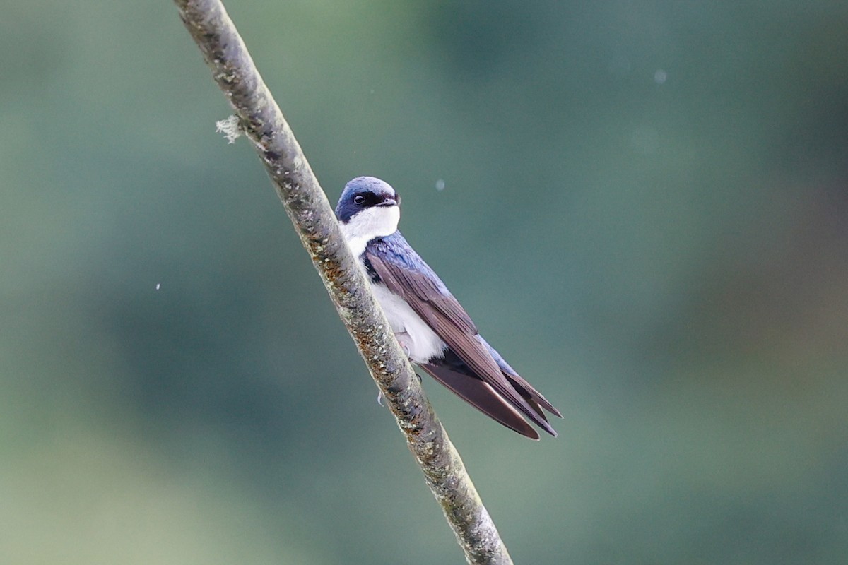 Blue-and-white Swallow (cyanoleuca) - ML620384813
