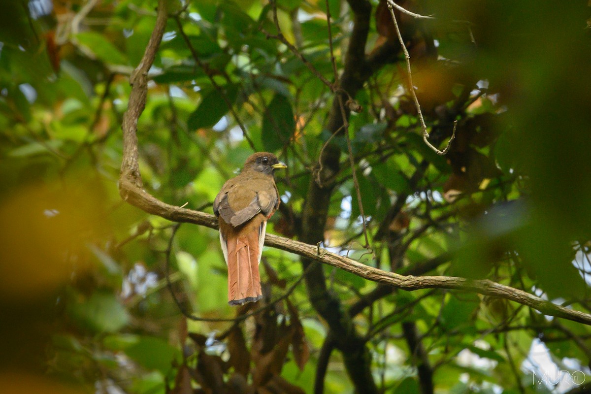 Collared Trogon - ML620384821