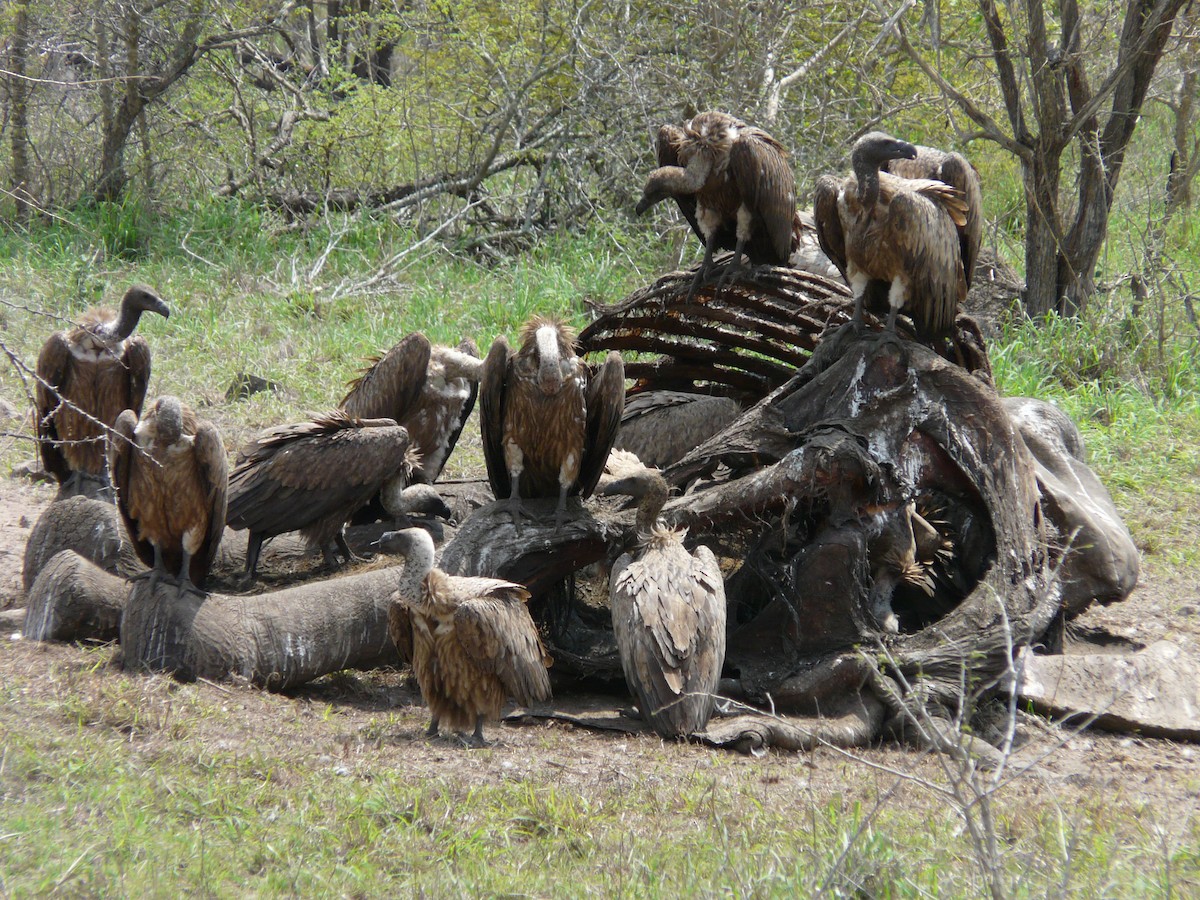 White-backed Vulture - ML620384822