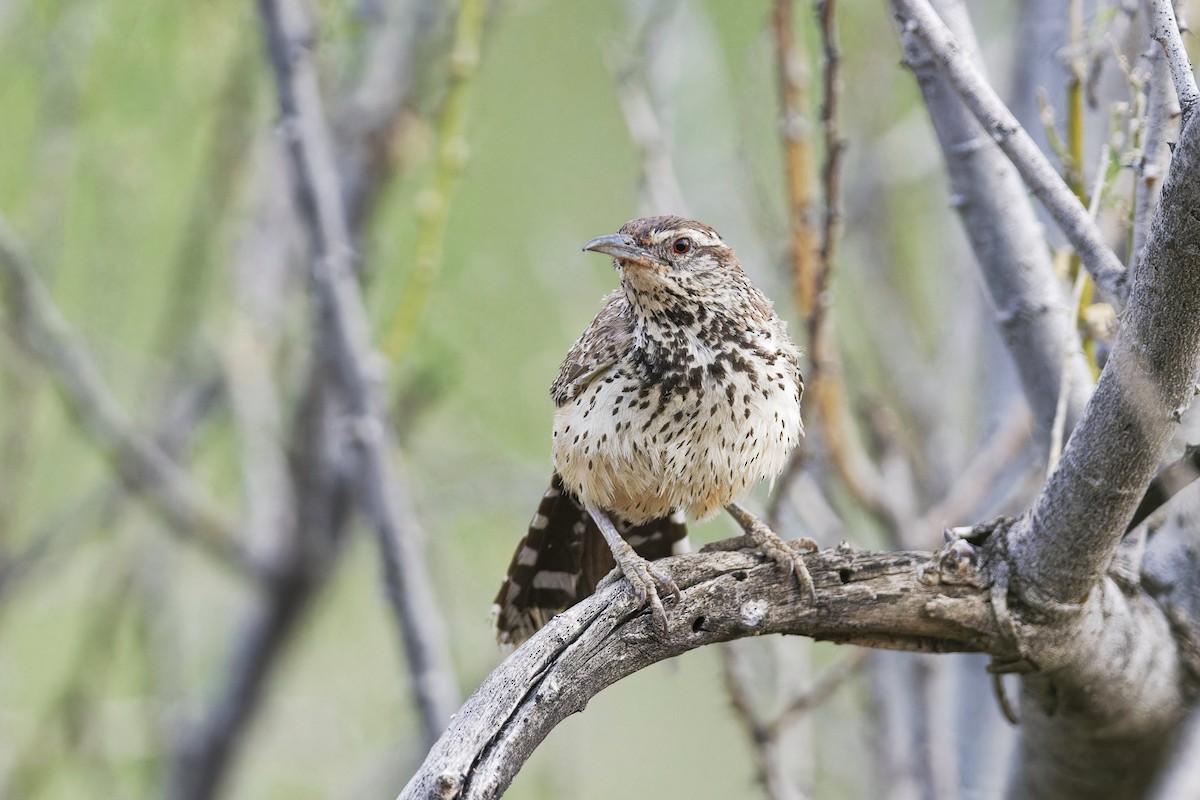 Cactus Wren - ML620384833