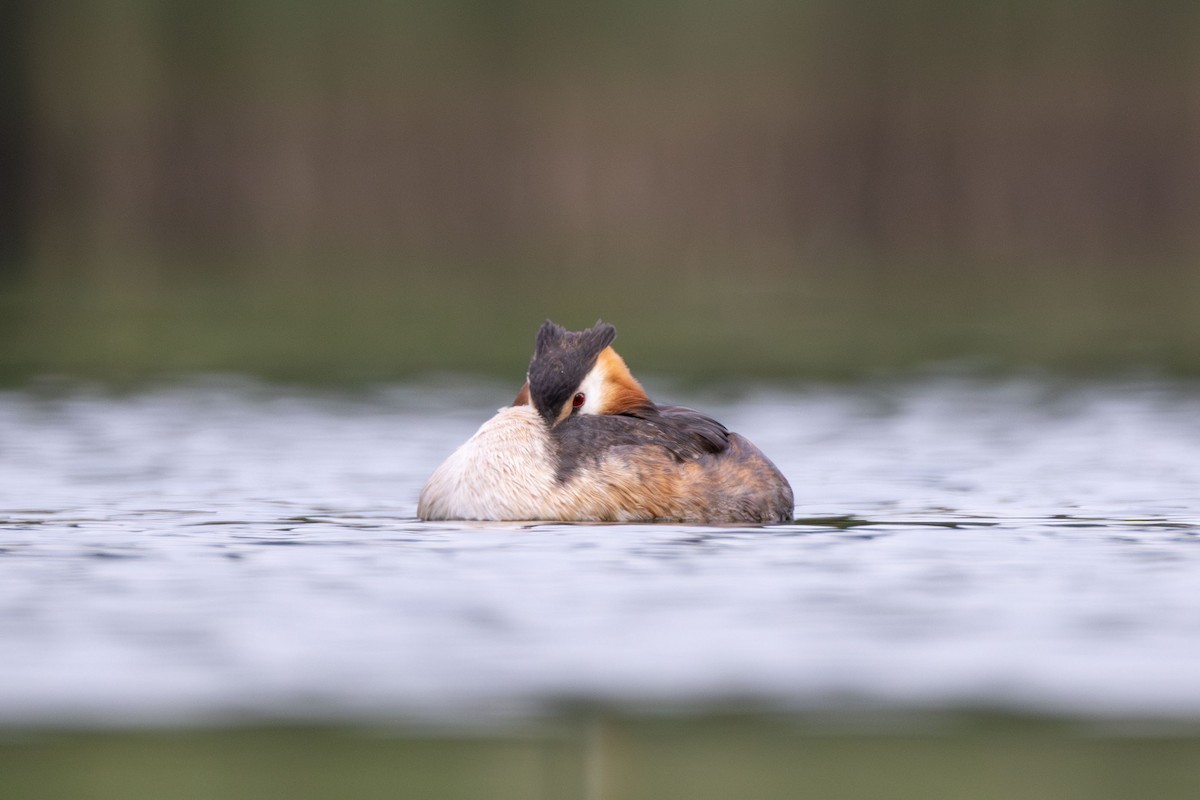 Great Crested Grebe - ML620384850